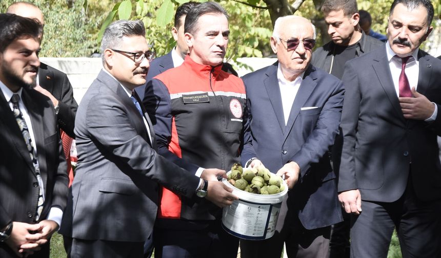 Ceviz Kenti Adilcevaz'da ceviz hasadı başladı