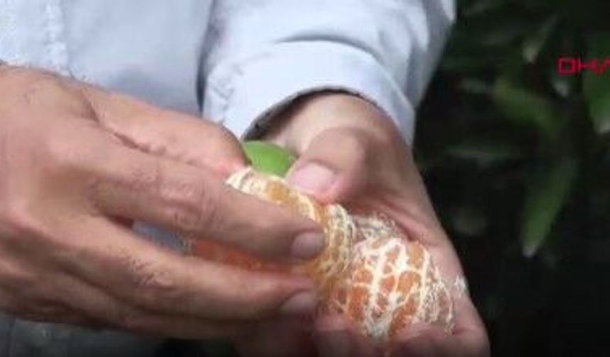 Mandalinada 1,3 milyon ton rekolte bekleniyor