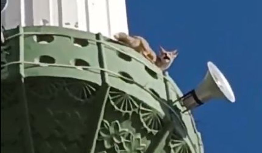 Mersin Mut’ta tilki minareye çıktı