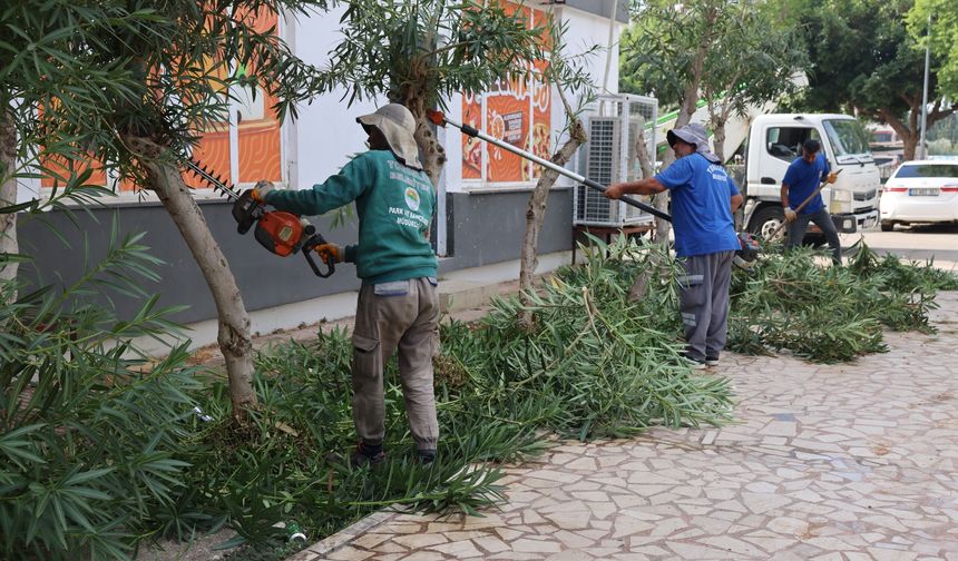 Toroslar’da ağaç budama ve bakım çalışmaları sürüyor