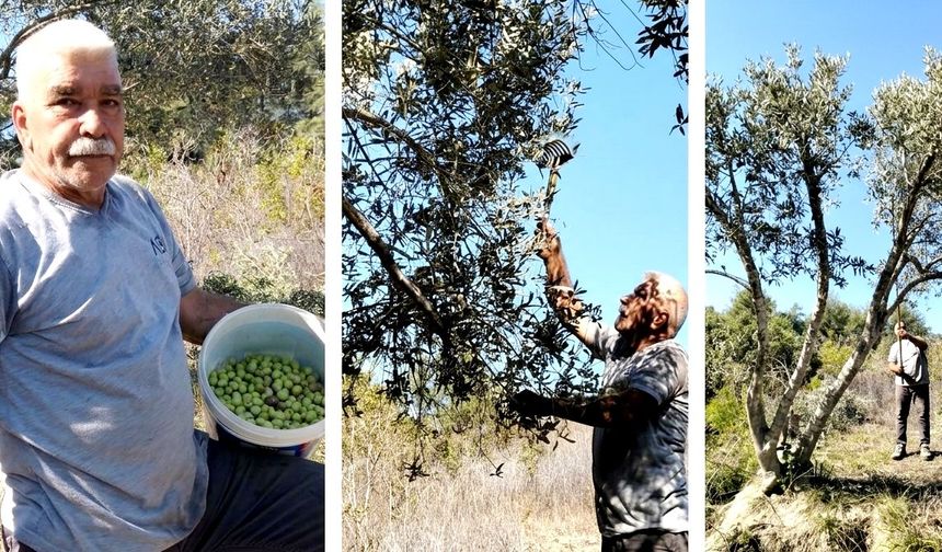Zeytin üreticisi hasat bereketi yaşıyor
