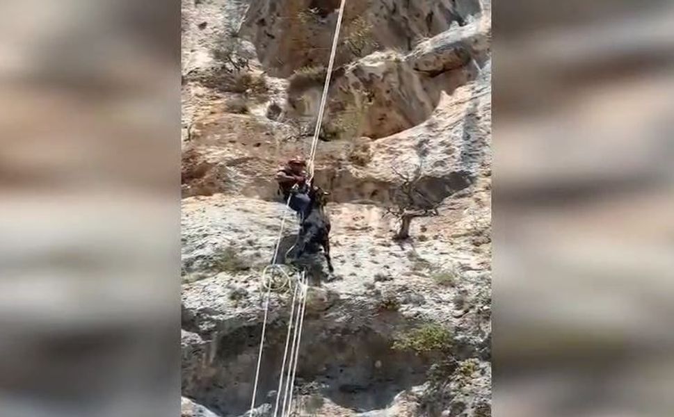 Uçurumda Mahsur Kalan Keçi İtfaiye Ekiplerince Kurtarıldı