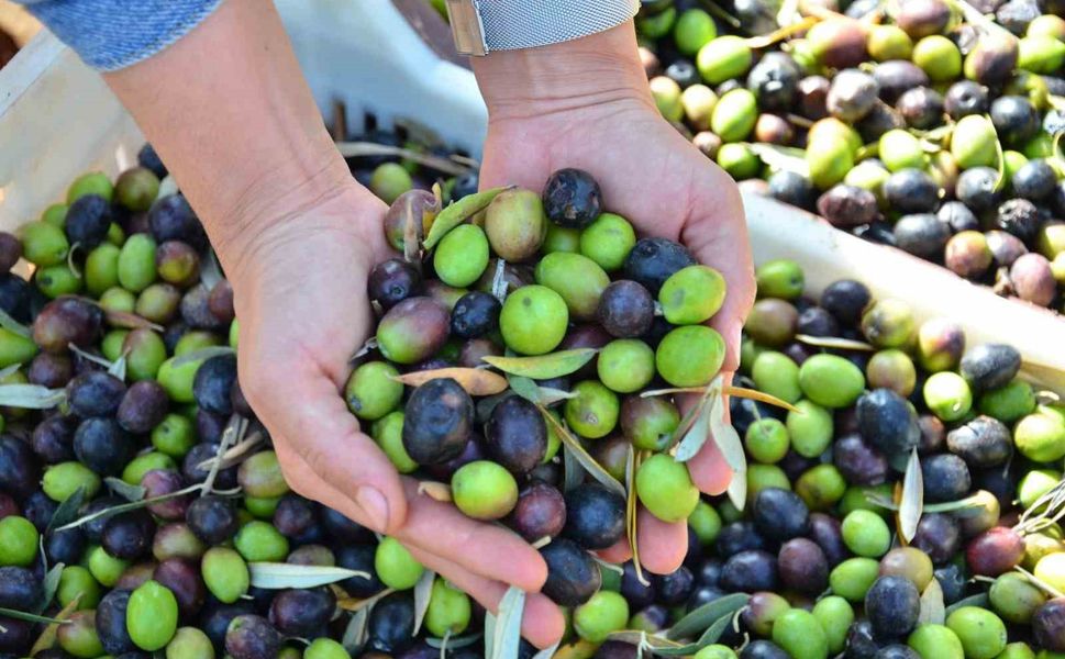 Mersin’in Zeytin Haritası: Hangi İlçelerde Hangi Lezzetler Saklı?