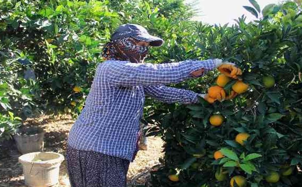 Mersin’in Narenciye Bahçelerinden Çarpıcı Gerçek