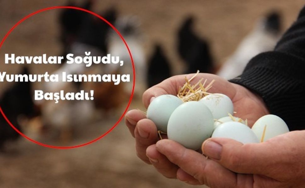 Hava Soğudu, Yumurta Isınmaya Başladı