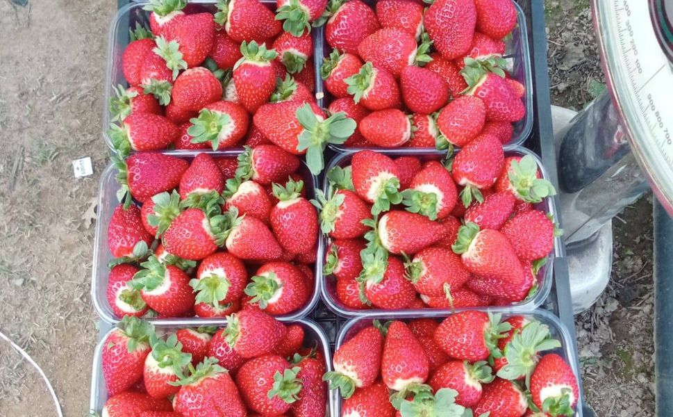 Anamur Üreticisinden Acil Çağrı: “Gümrük Artırılsın”