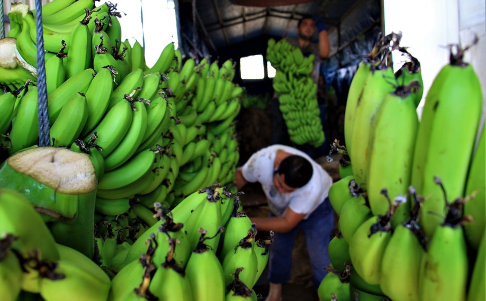 Komisyoncular Diretiyor, Üretici Direniyor: Anamur’da Muz Savaşı Büyüyor