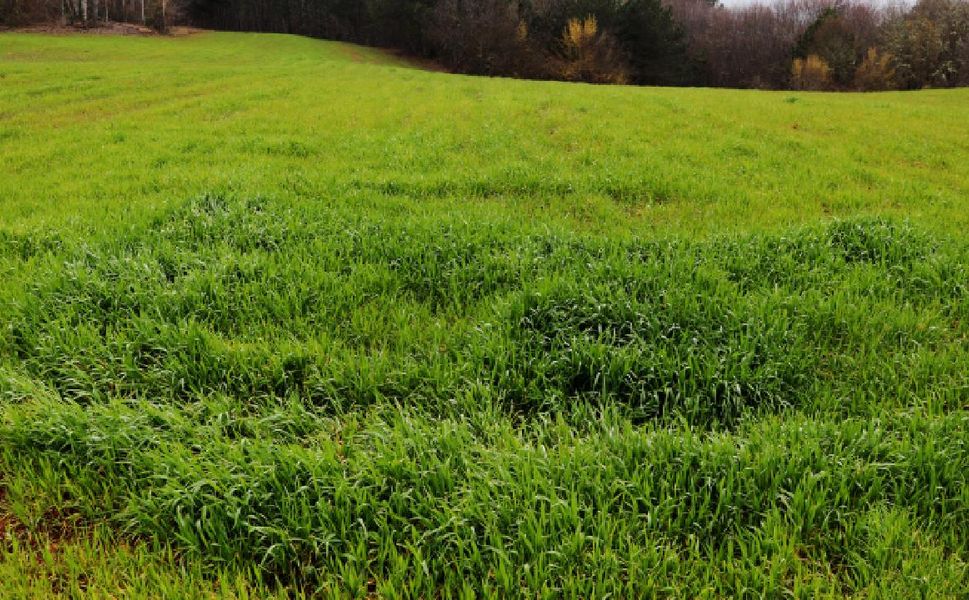 Mersin'de Portakal Bahçesi Satılacak: Bu Rakamı Getiren Mahkemeden Tapuyu Alacak