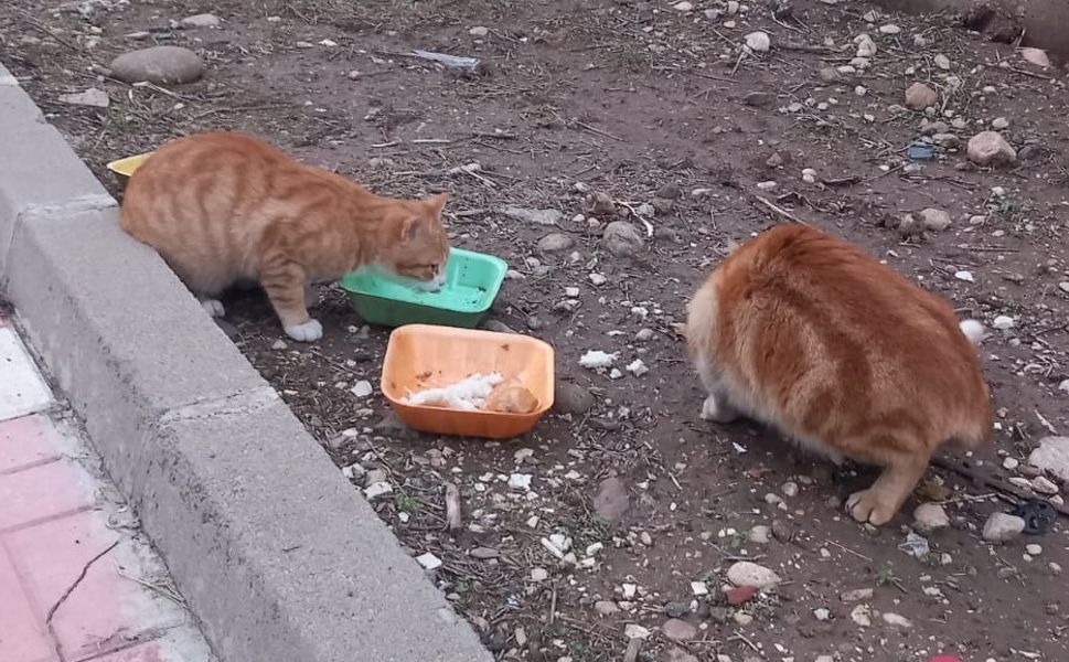 “Mamanız Yoksa Bir Kap Yemek Bırakın”