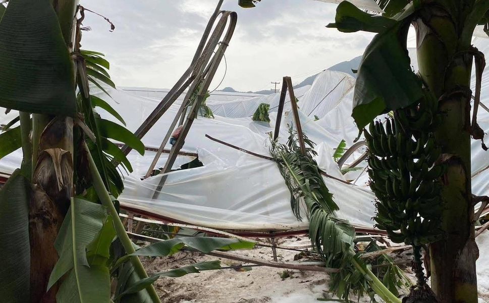 Muz Seraları Büyük Zarar Gördü, Çiftçi Devletten Destek Bekliyor