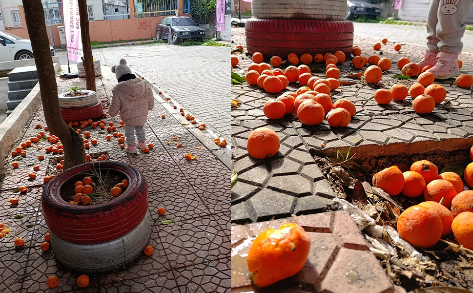 Mersin’de Turunç Dökümü Başladı, Belediyeler Hazırlıklara Girdi