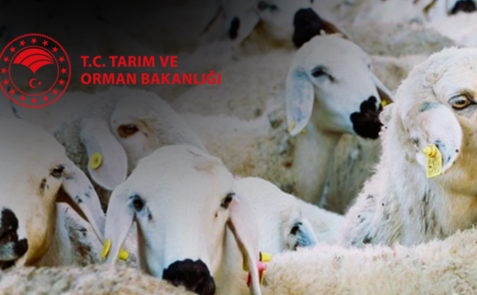 Cumhurbaşkanı'ndan kırsal kalkınmaya dev destek: 'Kırsalda Bereket' projesi başlıyor