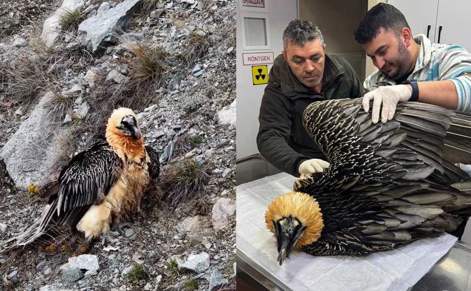 Artvin’de Yaralı Bulunan Sakallı Akbaba, Tedavi Sonrası Doğaya Salındı