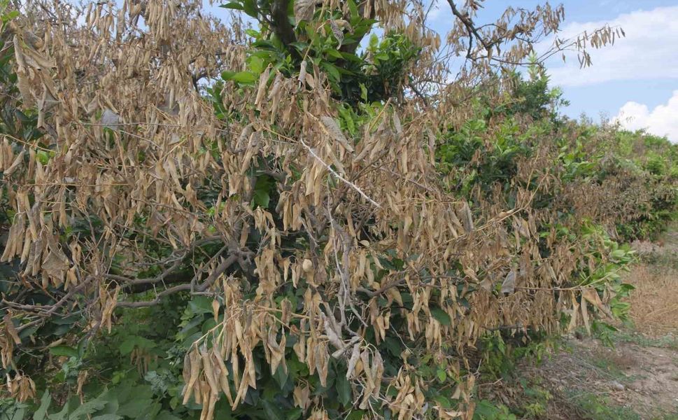 Mersin’de sıcaklıklar 4 derecenin altına düşecek