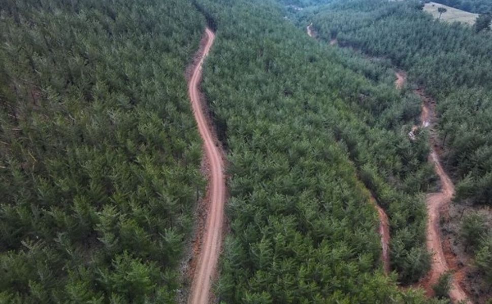 Mersin’inde aralarında olduğu 21 ilde orman kararı
