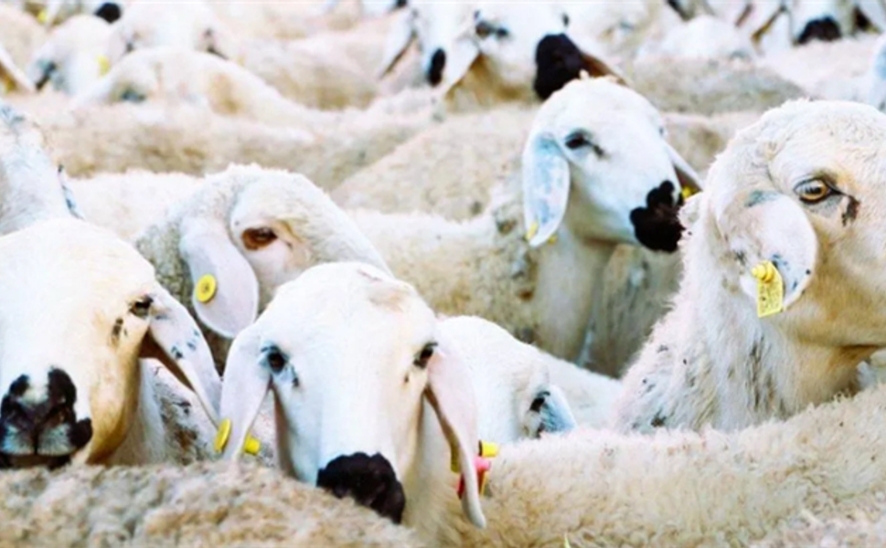 Kırsalda Bereket Küçükbaş Hayvancılığa Destek Projesi Hayata Geçiyor