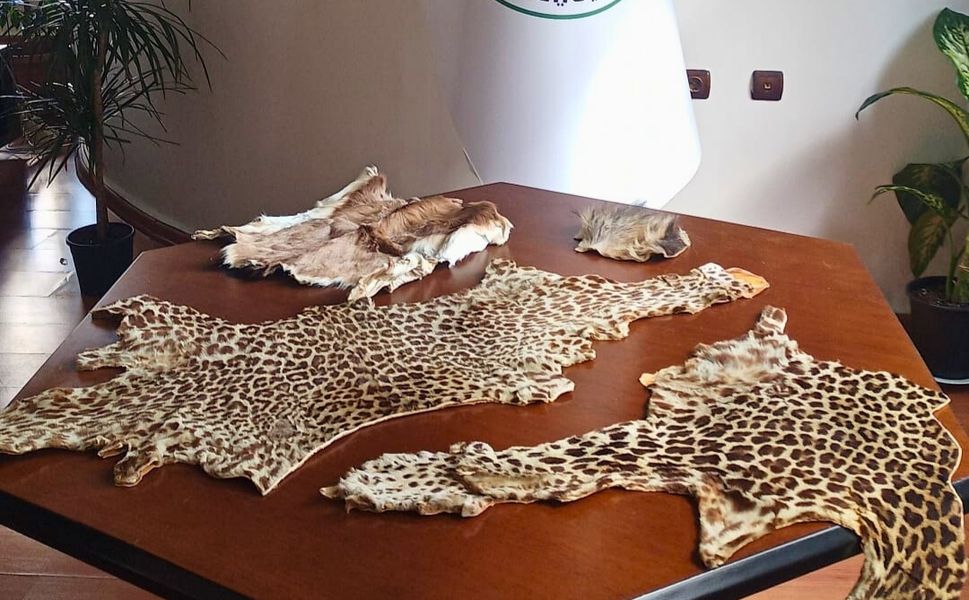 Çukurova Havalimanı’nda Yasa Dışı Yaban Hayvanı Ürünleri Ele Geçirildi