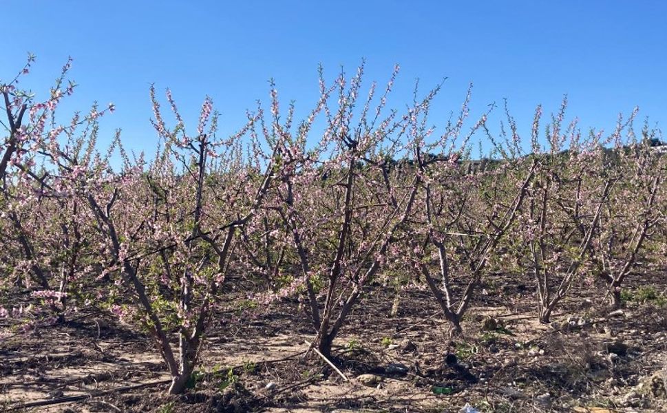 Mersin’in Tarsus ilçesinde şeftali ağaçları kış ayında çiçek açtı