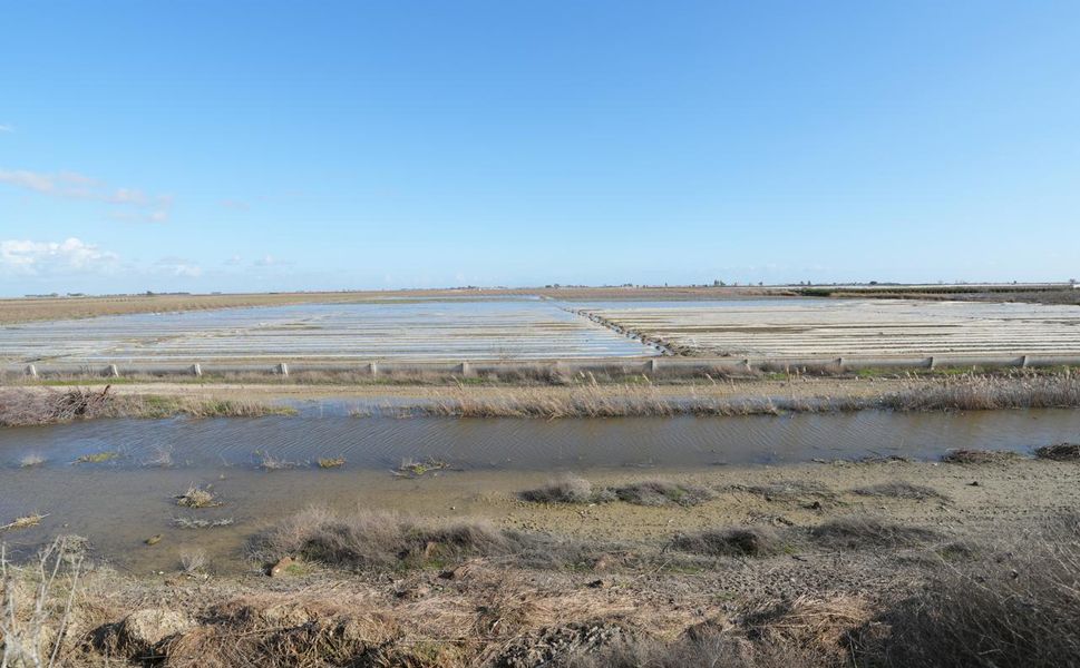 Tarsus belediyesi afetin yaralarını sarmak için sahada
