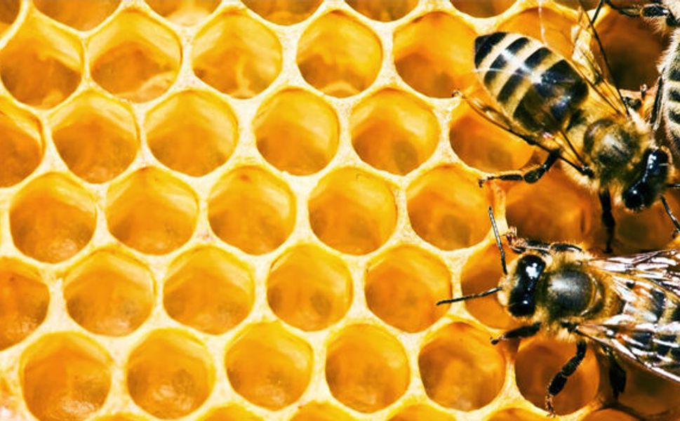 ORKÖY’den orman köylülere “Bal Gibi” kredi desteği