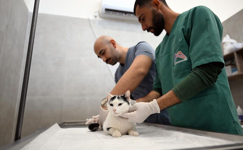 Mersin'de Kediler İçin Yeni Merkezi Açıldı
