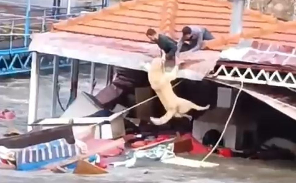 Sele Kapılmak Üzere Olan Köpek Son Anda Kurtarıldı