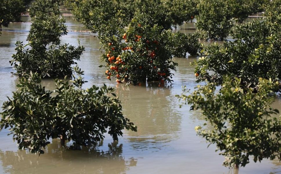 Adana'da tarım arazileri sular altında kaldı