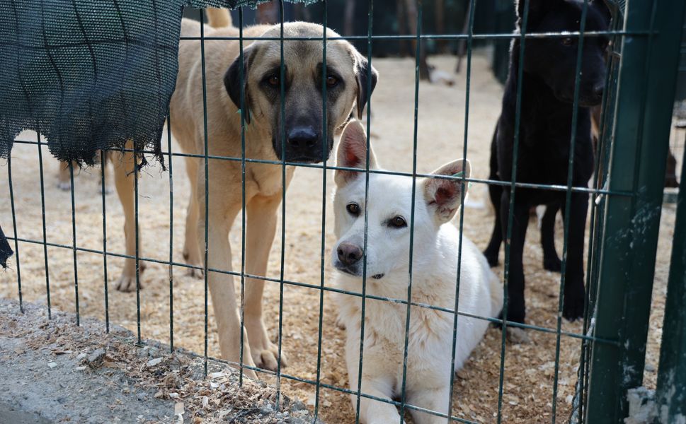 Toroslar Belediyesi'nden Hayvanlara Doğal Yaşam Alanı