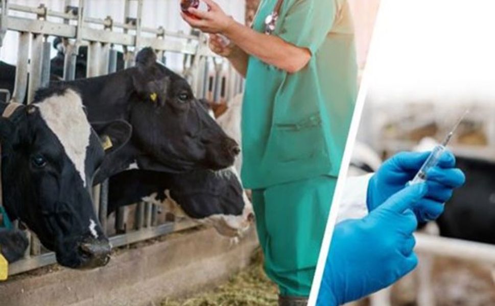 Mersin’de Şap Aşısı Kampanyası Bugün Başladı