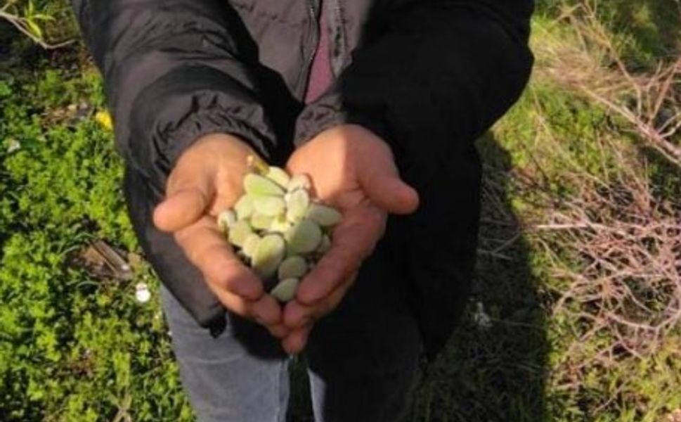 Şubat soğuğunda bahar görüntüsü: Gülnar’da badem ağacı meyve verdi