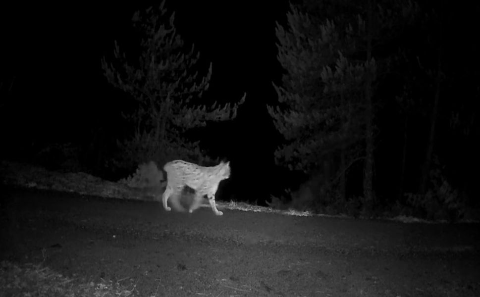 Fotokapanlar Yaban Hayatı Görüntüledi