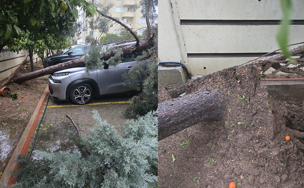 Mersin'de fırtına: Yeni alınan aracın üzerine ağaç devrildi