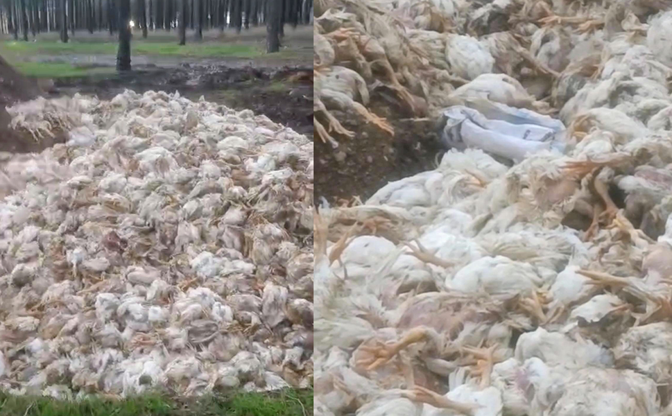 Tarsus’ta ormana çok sayıda tavuk ölüsü atıldı