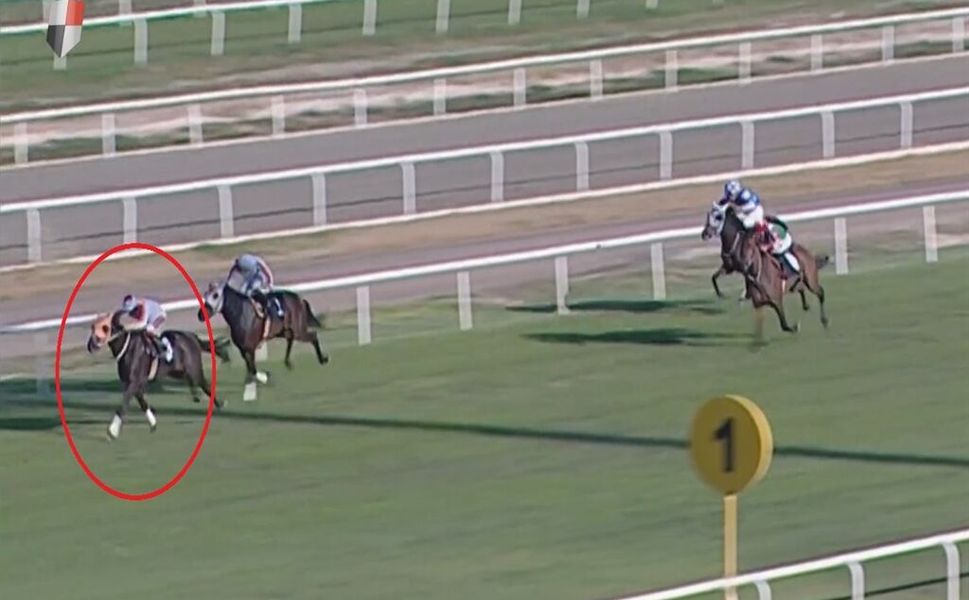 Mersin aşevinde kavurma tartışması: Atın sahibi 132 bin TL ceza aldı