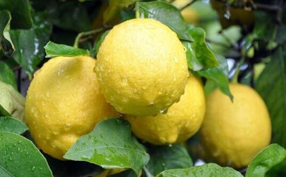 Limon ithalatında vergi indirimi