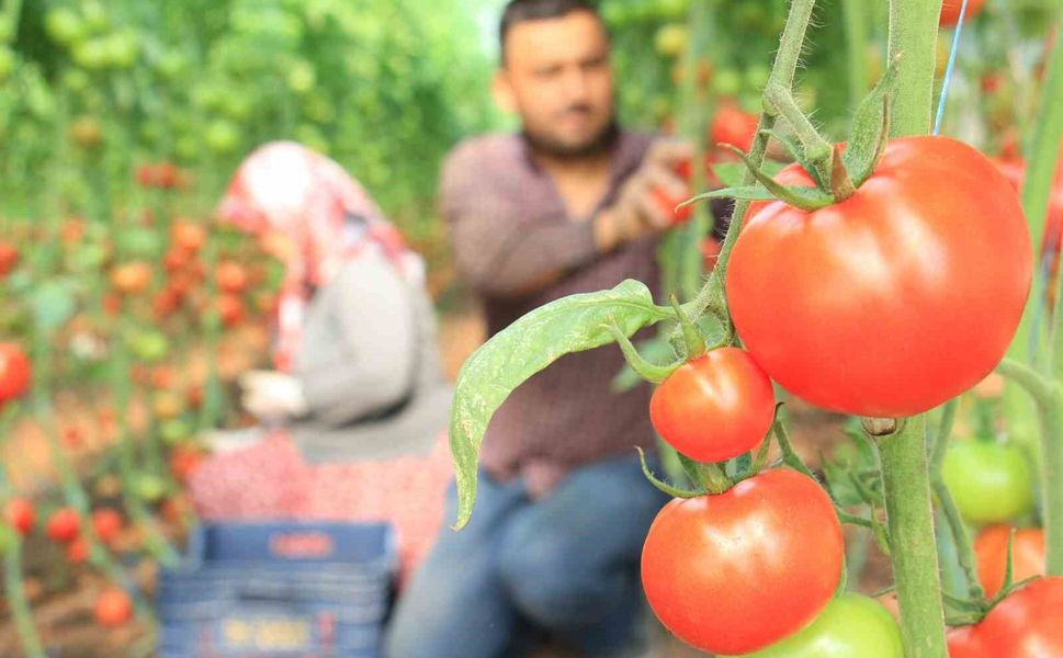 Mersin’de domates üretimine yüzde 50 hibe desteği