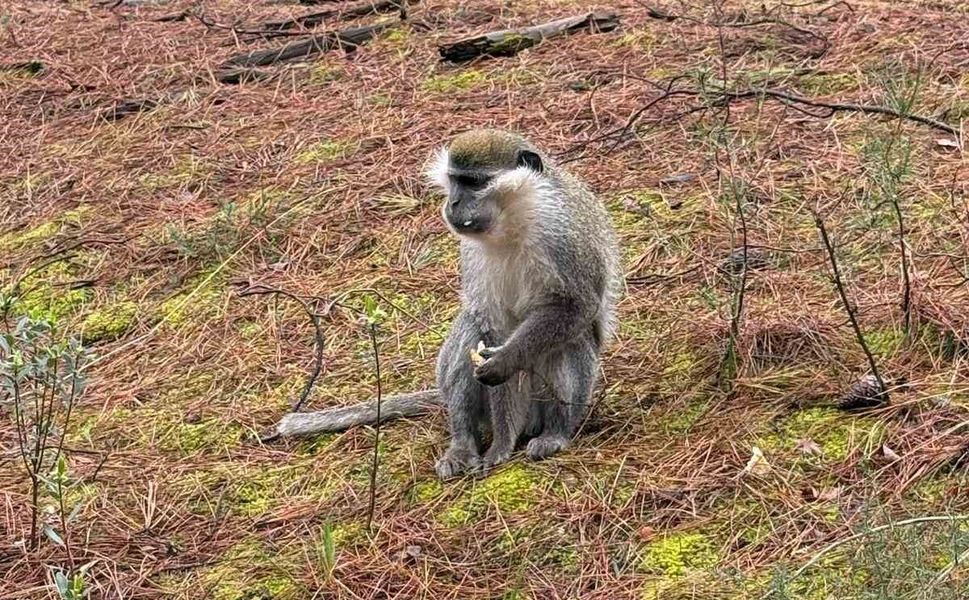 Mantar aramak için çıktığı doğada maymun buldu