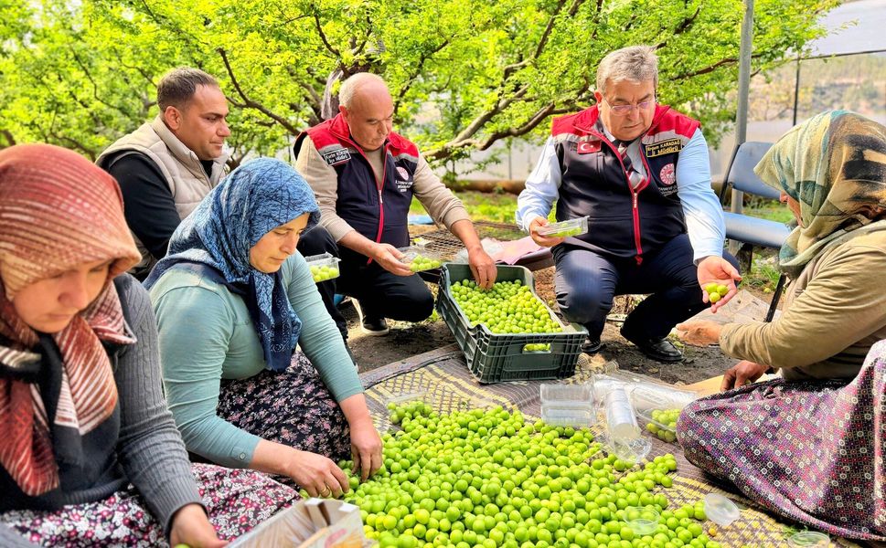 Seralarda erik hasadı başladı