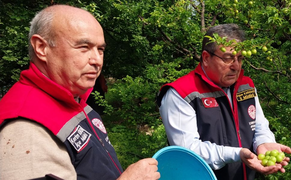 Mut'ta örtü altı erik hasadı başladı