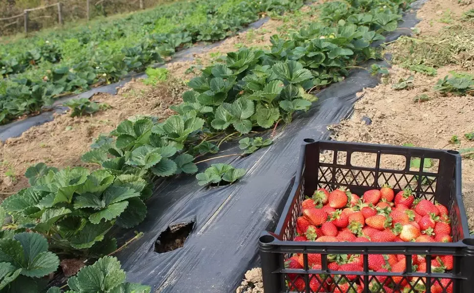 Cemre düştü, Anamurlu üretici telaşlandı