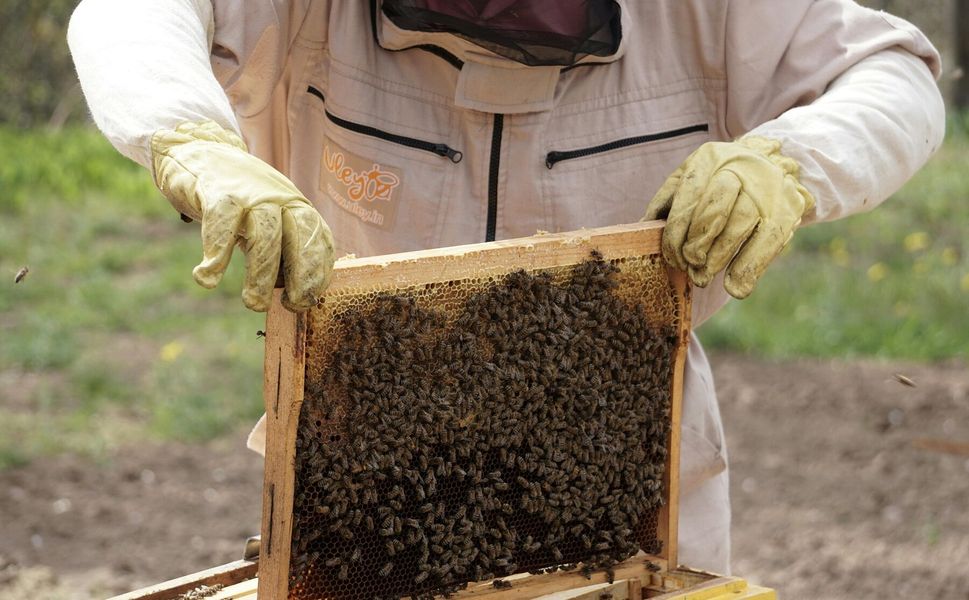 Arıcılık yapmak isteyen genç girişimcilere yüzde 70 hibe