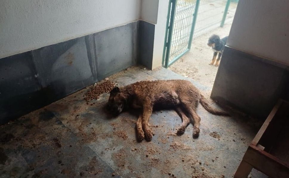 Sokak Hayvanları Bakımevinde istenmeyen görüntüler