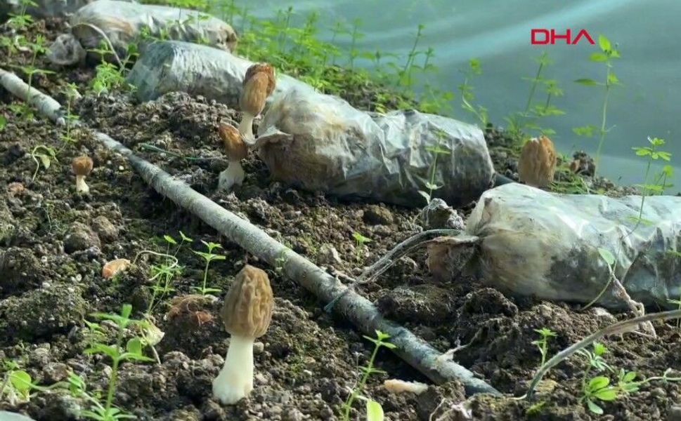 Mersin'de çiftçiler kuzugöbeği mantarı üretimini öğrenecek