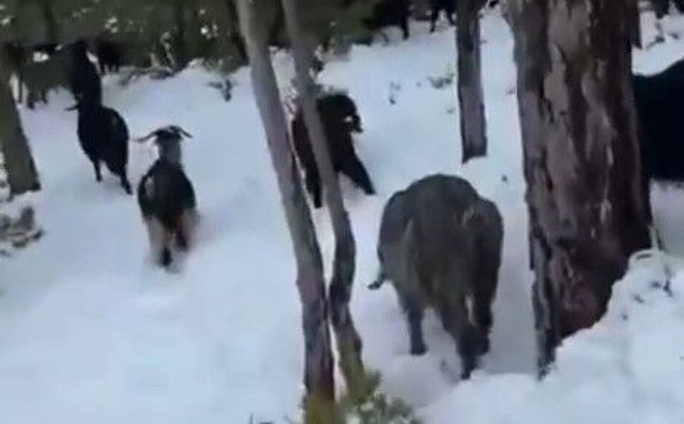 Bahar beklenirken kar geldi: Toroslarda hayvancıların zorlu mesaisi