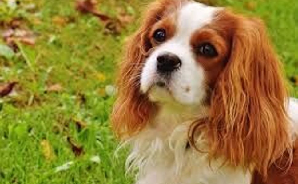 Sokakta evcil hayvan dışkısı bırakanlara ağır fatura