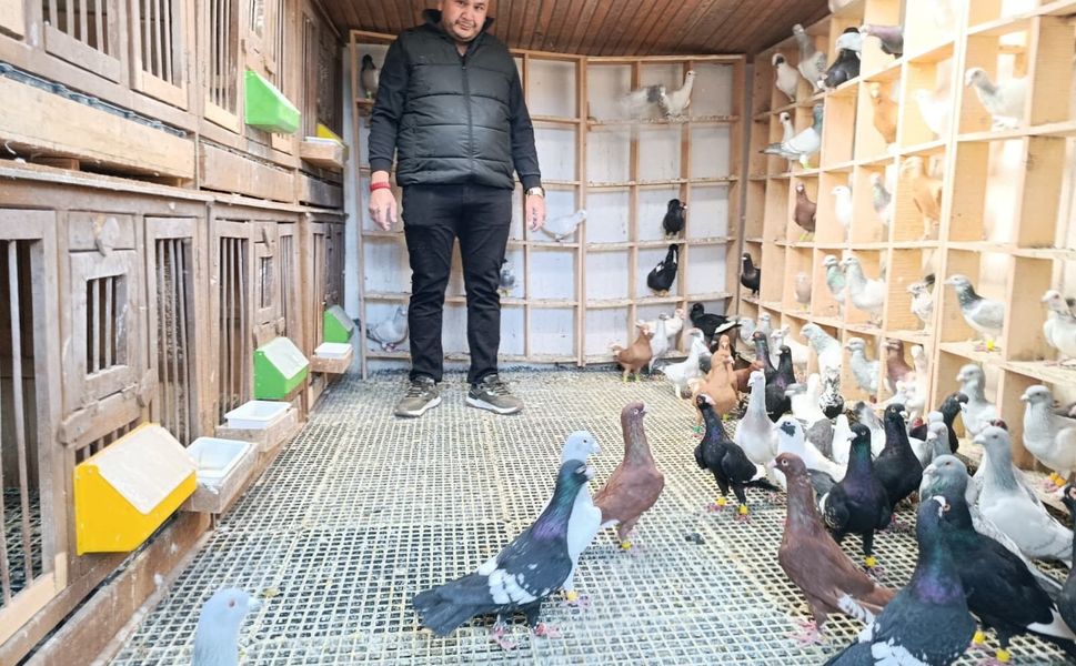 Memurluğu bıraktı otomobil fiyatına güvercin satıyor