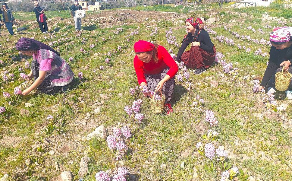 Viranşehir’de sümbül ve lale devri başlıyor