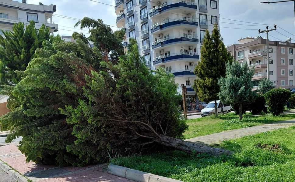 Parktaki dev ardıç ağacı fırtına nedeniyle devrildi