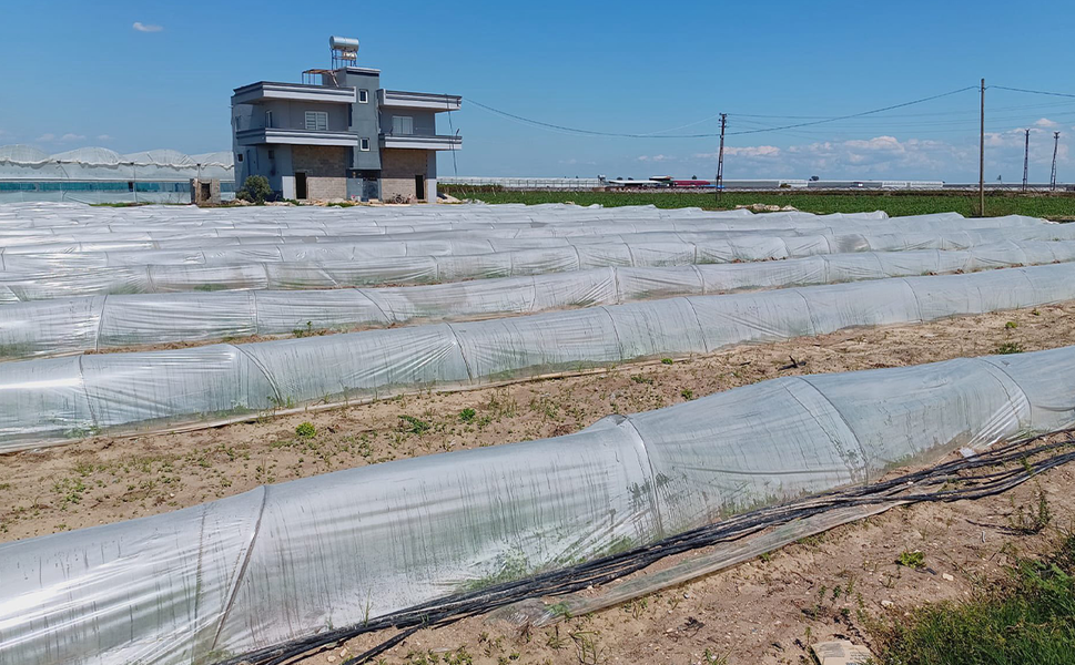 Tarım ve Orman Bakanlığı’ndan “marullar koyunlara yem edildi” iddiasına yalanlama