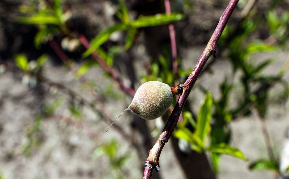 Çukurova’da bahar bereketi yüzleri güldürdü